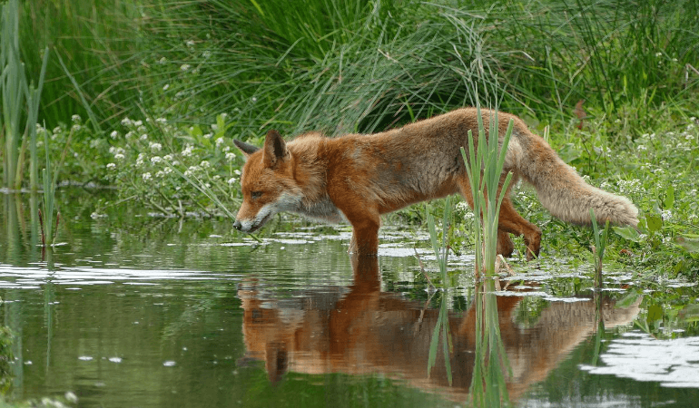 wolf walking in water
