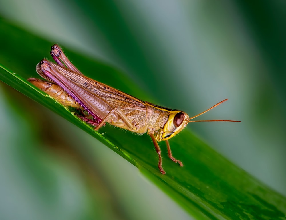 RECOMMENDED OBJECTIVES FOR MACRO PHOTOGRAPHY