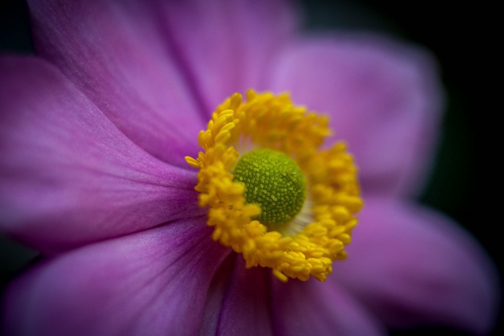 TIPS TO GET STARTED IN MACRO PHOTOGRAPHY