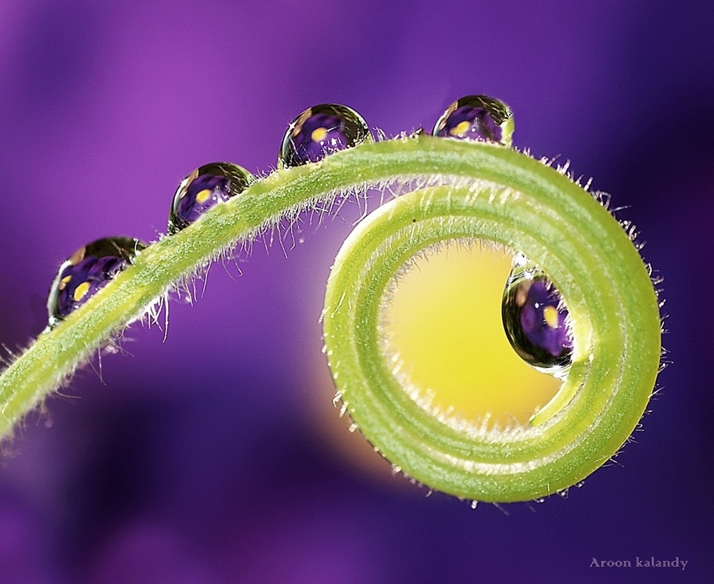 HOW TO GET AN AWESOME MACRO PHOTOGRAPHY (THE KEYS YOU ALWAYS WANTED TO KNOW)