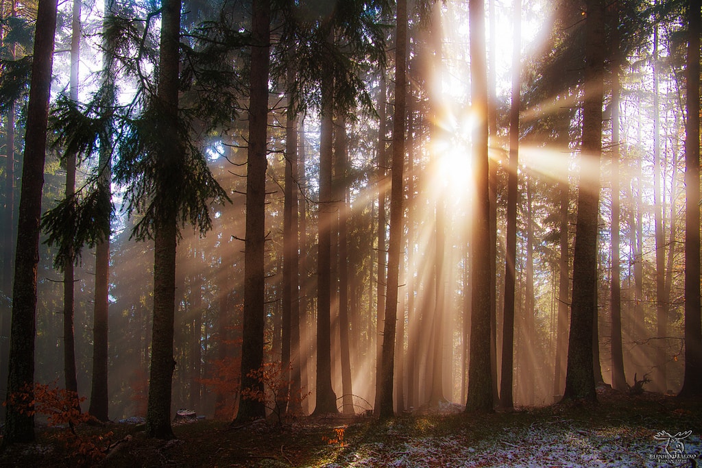 TIPS FOR PHOTOGRAPHING LIFE IN THE FOREST