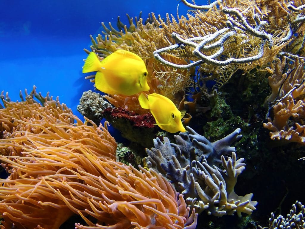 13 TIPS AND TRICKS FOR SUCCESSFUL PHOTOGRAPHY IN AN AQUARIUM