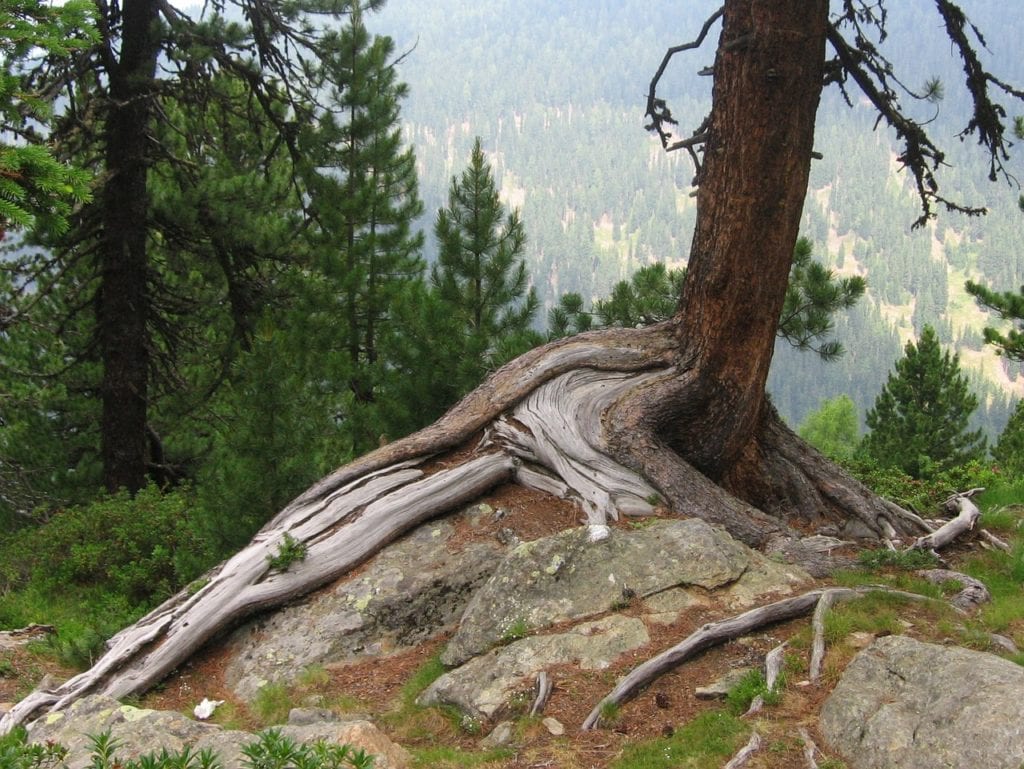 21 TREE PHOTOGRAPHS TO FILL YOU WITH INSPIRATION AND SNATCH YOUR EXCUSES