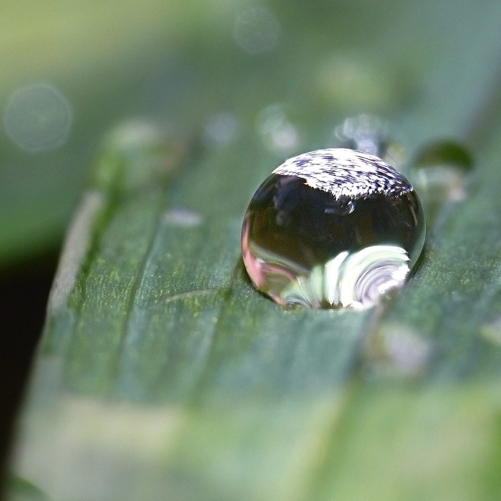 MACRO PHOTOGRAPHY EXPLAINED IN DETAIL