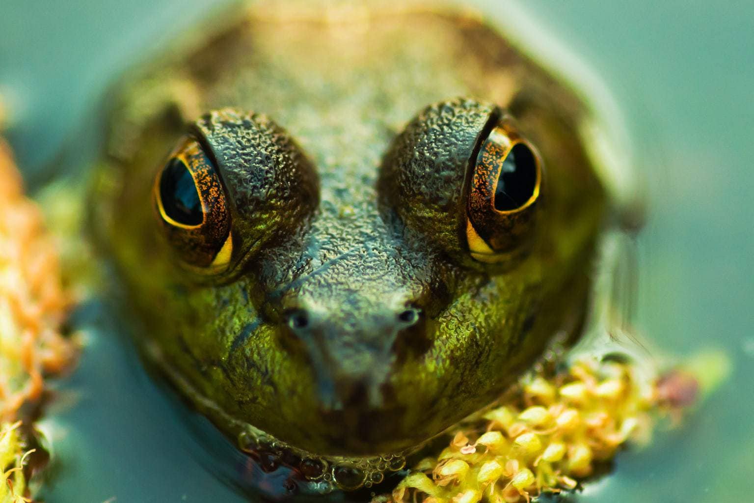 14 INDISPENSABLE MACRO PHOTOGRAPHY ACCESSORIES WITH IMPRESSIVE RESULTS